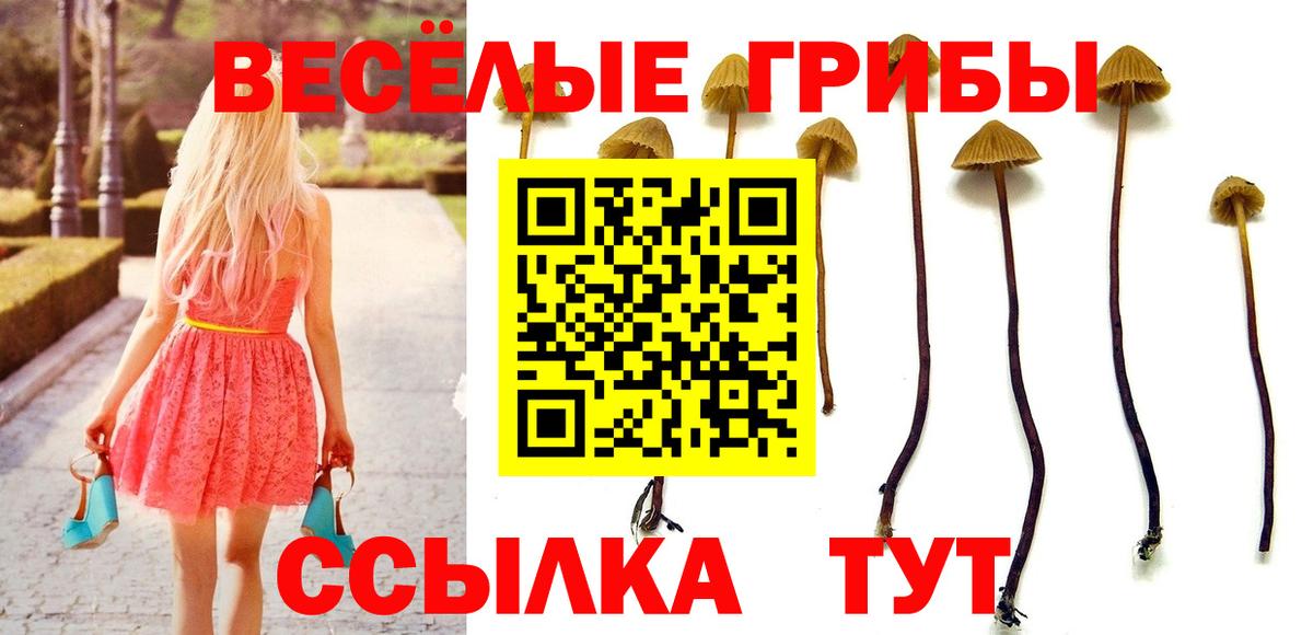 Псилоцибиновые грибы Psilocybe Ефремов
